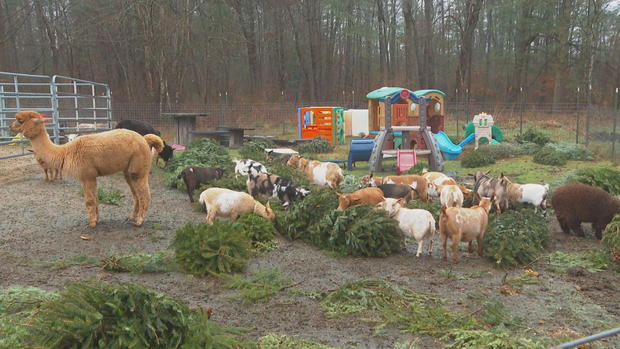 goat-christmas-trees-pkg-transfer-frame-903.jpg 