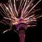 It's already 2025 in New Zealand: New Year celebrations around the world