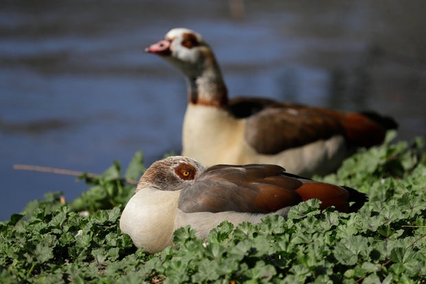 Virus Outbreak Britain