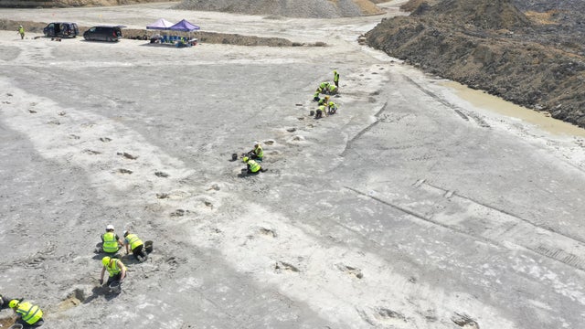 Britain Dinosaur Tracks