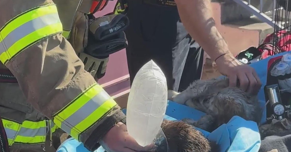 579 animals killed after fire rips through Northwest Dallas shopping center, officials say