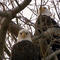 Nature: Bald Eagles in South Dakota