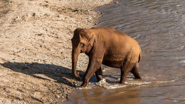 An elephant is coming out from a bath in the river, at the Elephant Nature Park, a rescue and rehabilitation sanctuary for animals that have been abused and exploited, in Chiang Mai, Thailand 