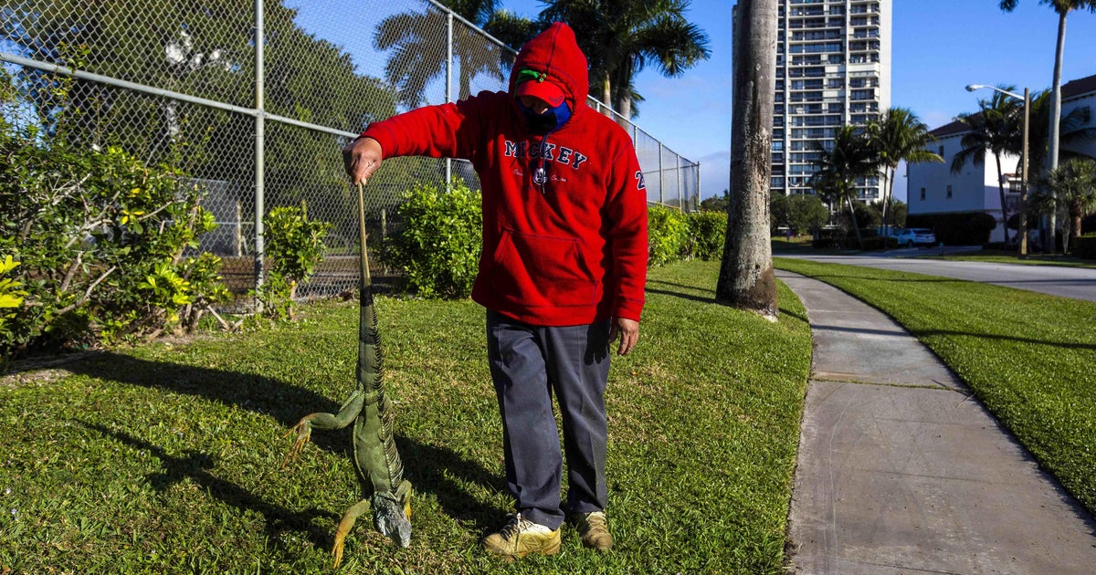 How cold does it need to get in Florida before iguanas start falling out of trees? How cold does it need to get in Florida before iguanas start falling out of trees?