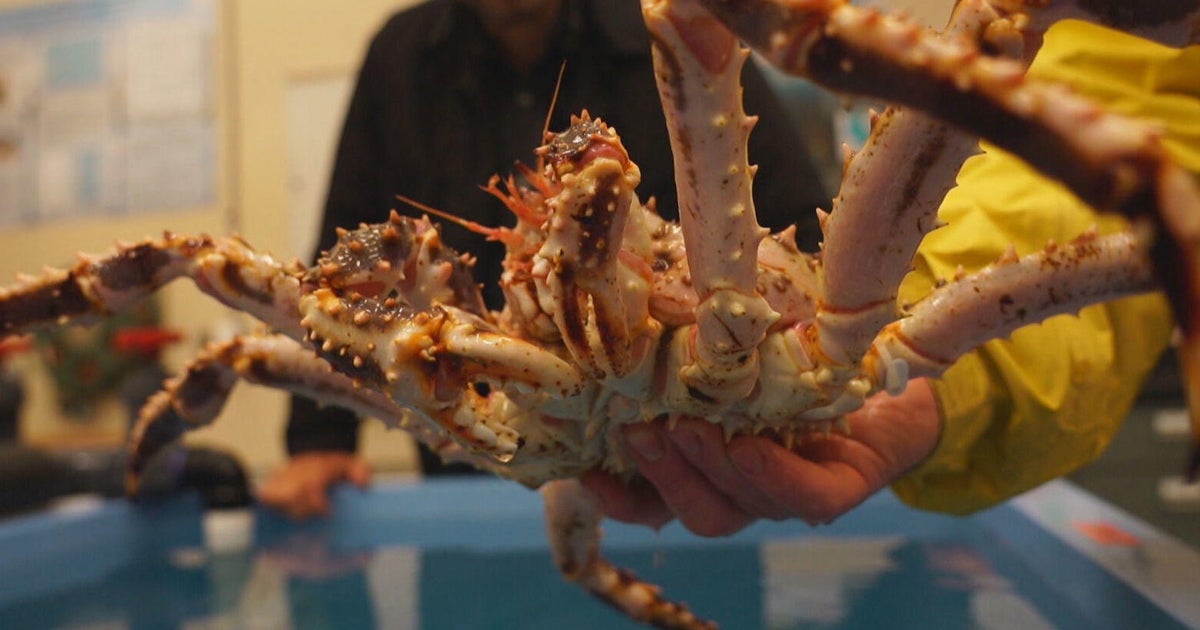 Alaska’s snow crab season is back after 2-year pause, but battered industry faces uncertainty Alaska’s snow crab season is back after 2-year pause, but battered industry faces uncertainty