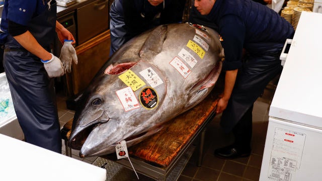 A 276-kilogram bluefin tuna is carried into a sushi restaurant after the first tuna auction of the New Year at a sushi restaurant in Tokyo 