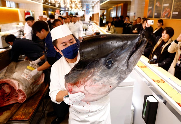 A 276-kilogram bluefin tuna is butchered after the first tuna auction of the New Year at a sushi restaurant in Tokyo