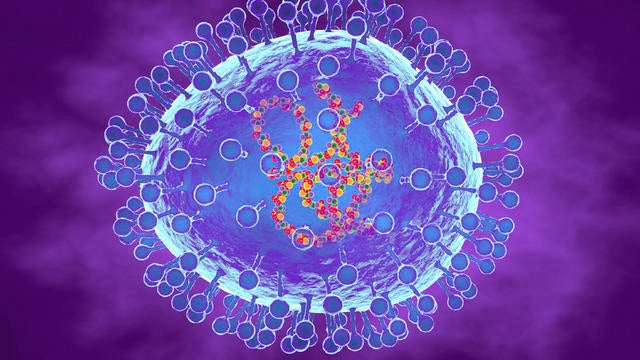 Human metapneumovirus, illustration 