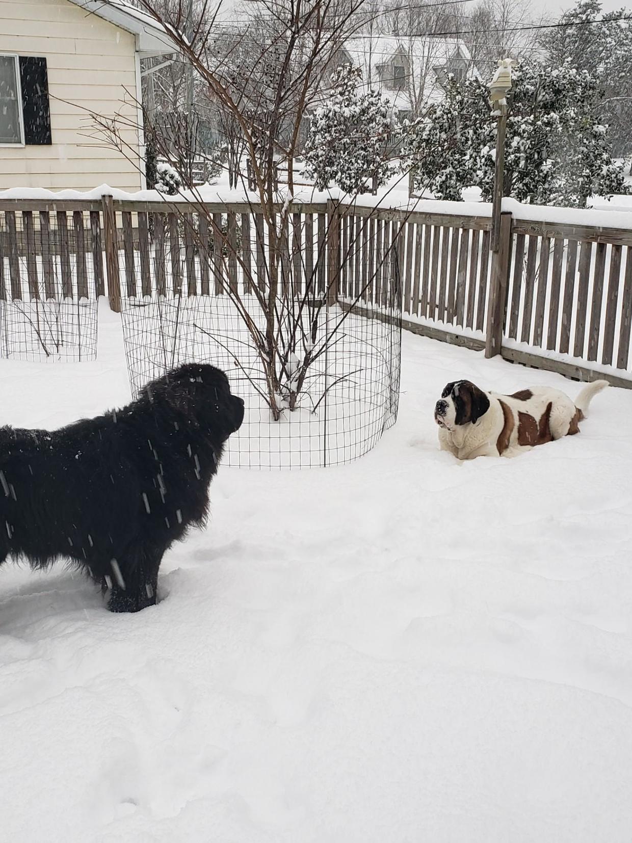 Marylanders experience first major snow storm of the season CBS Baltimore