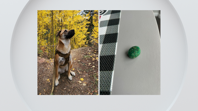 dog-rat-poison-castle-pines-colorado-web-double.png 