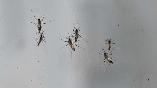 SINGAPORE-HEALTH-DENGUE-VIRUS