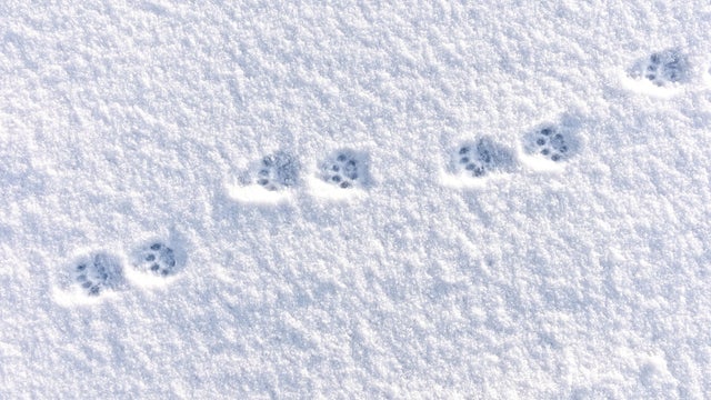 Domestic Cat Tracks in the Winter Snow 