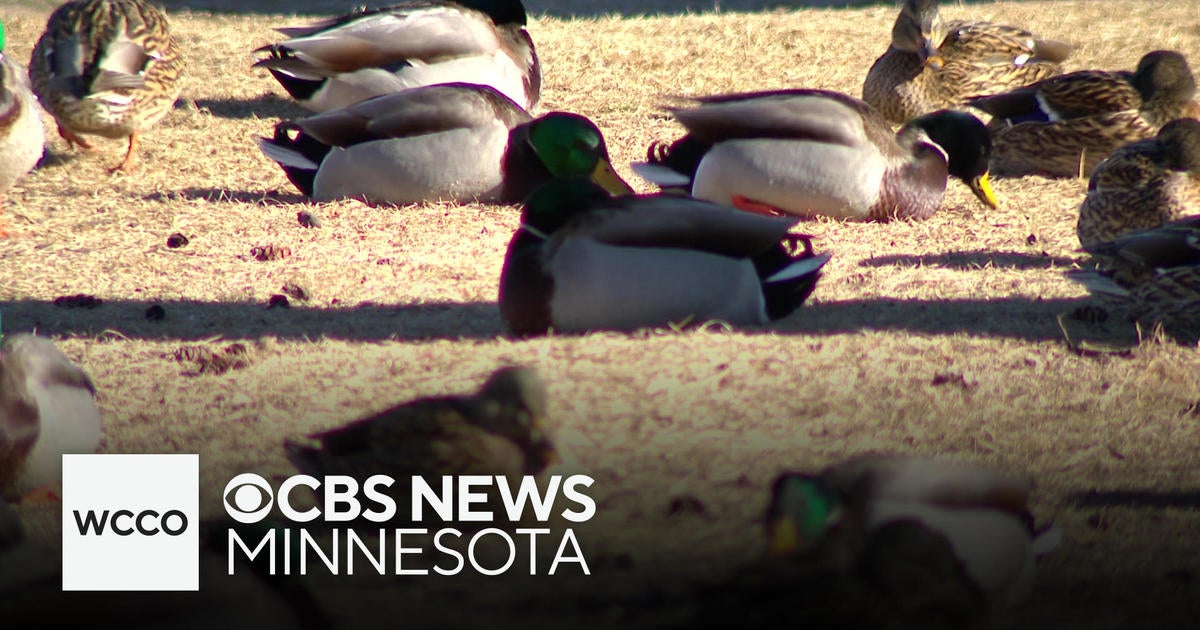 Bird flu cases surging in southern Minnesota, DNR says