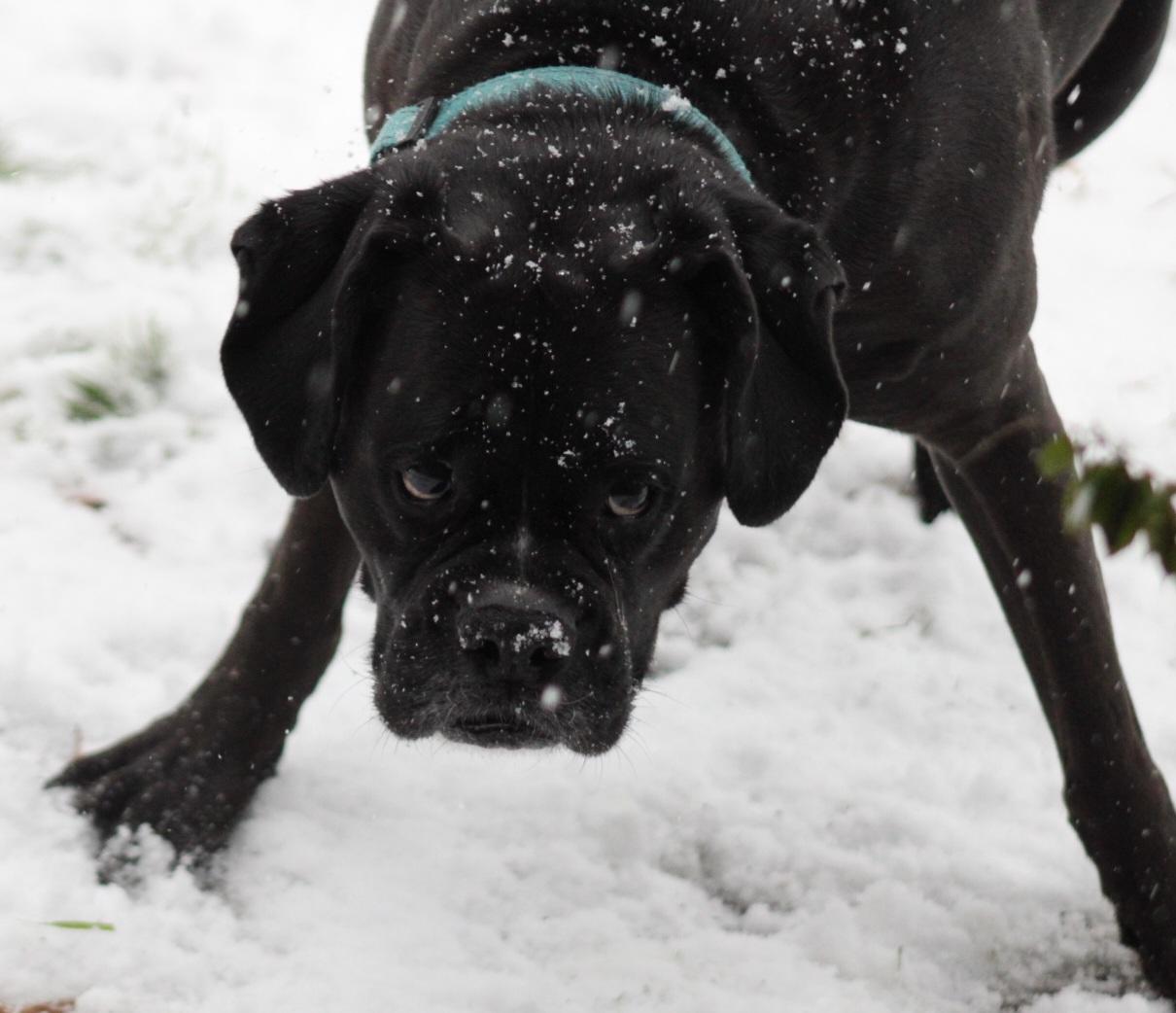 snow-day-in-north-texas-34.jpg 