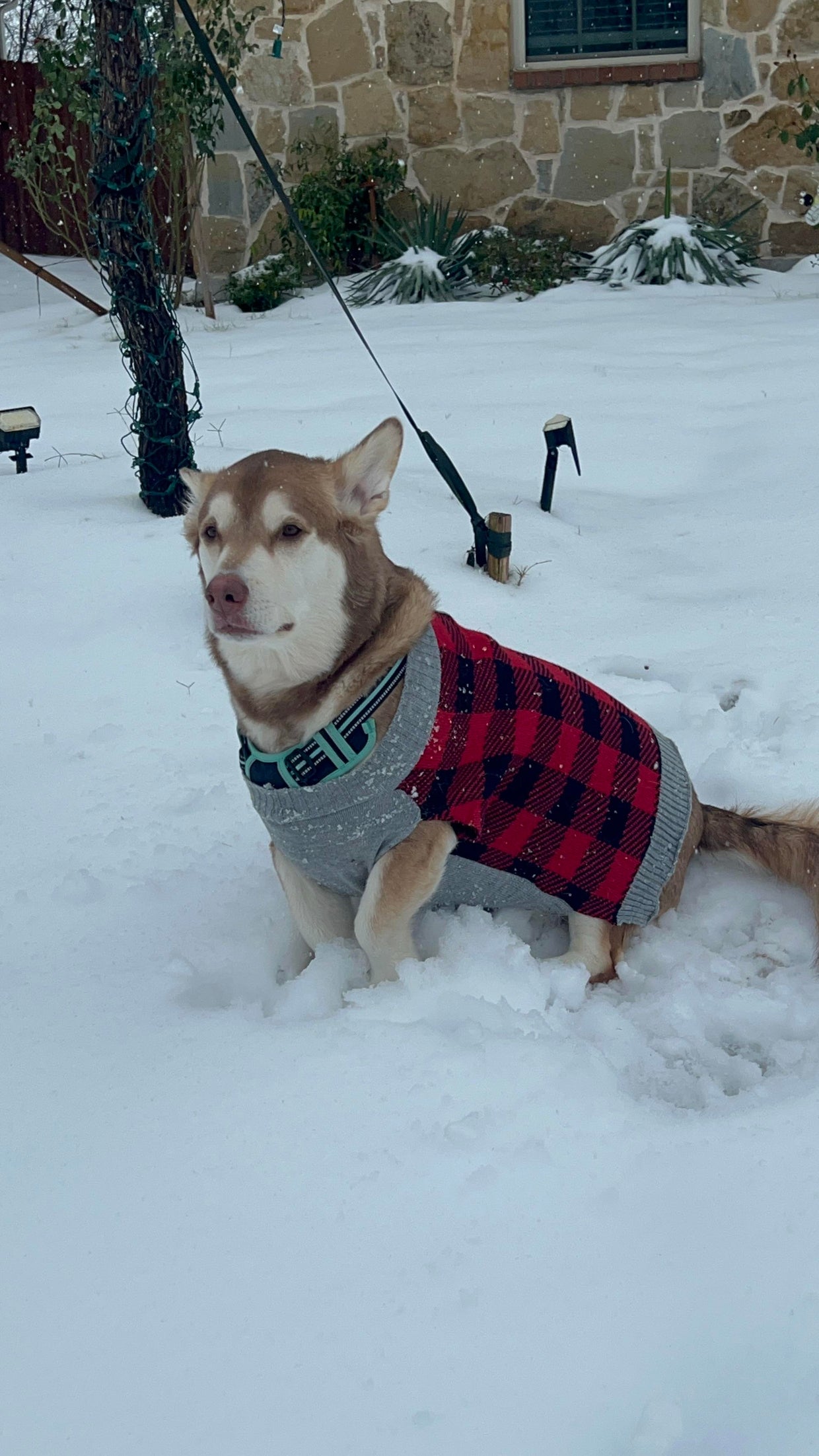 snow-day-in-north-texas-100.jpg 
