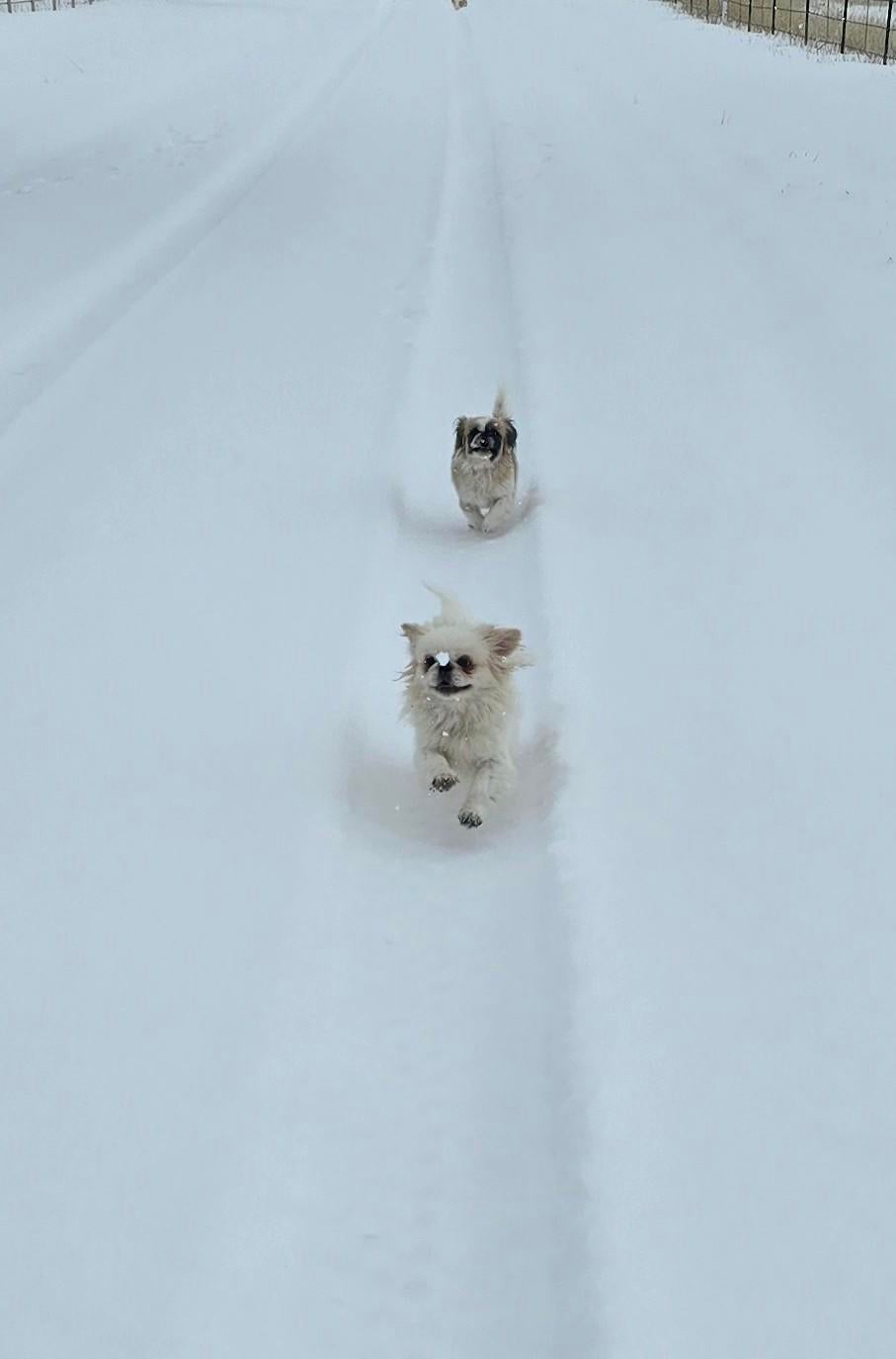 snow-day-in-north-texas-32.jpg 