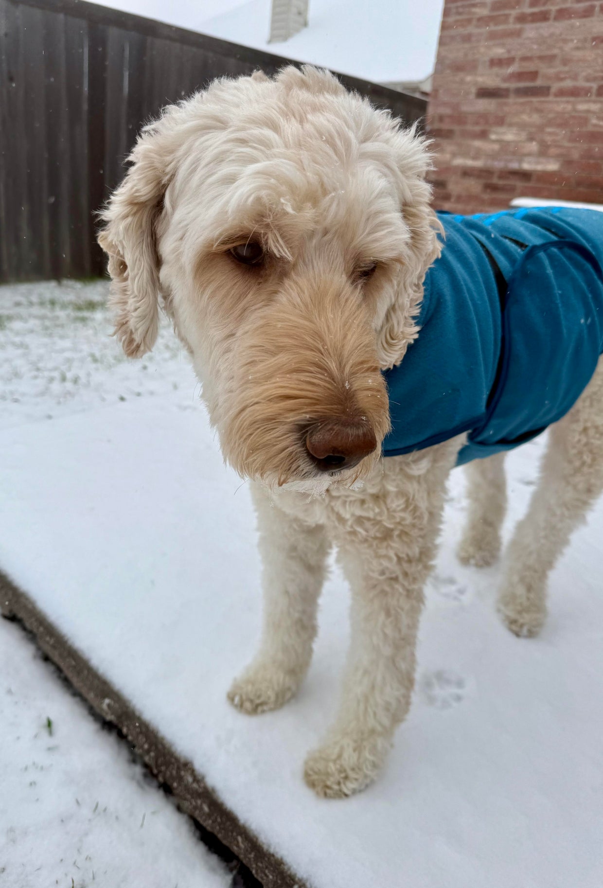 snow-day-in-north-texas-47.jpg 
