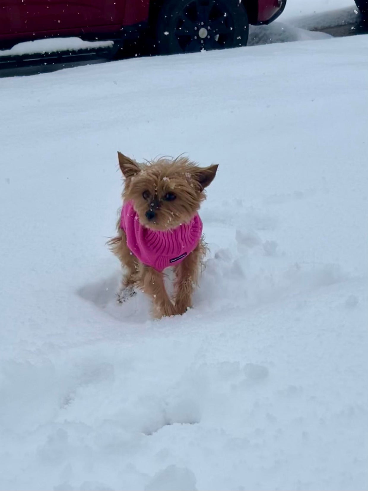 snow-day-in-north-texas-80.jpg 