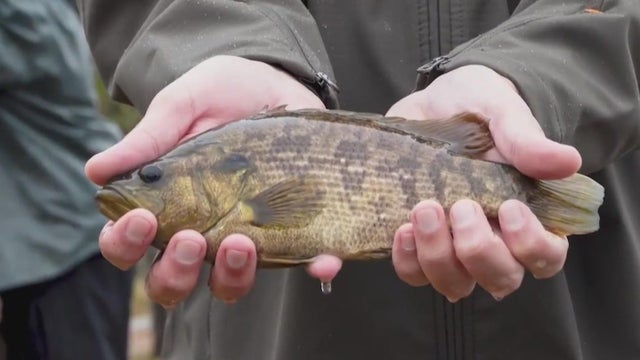 sacramento-perch.jpg