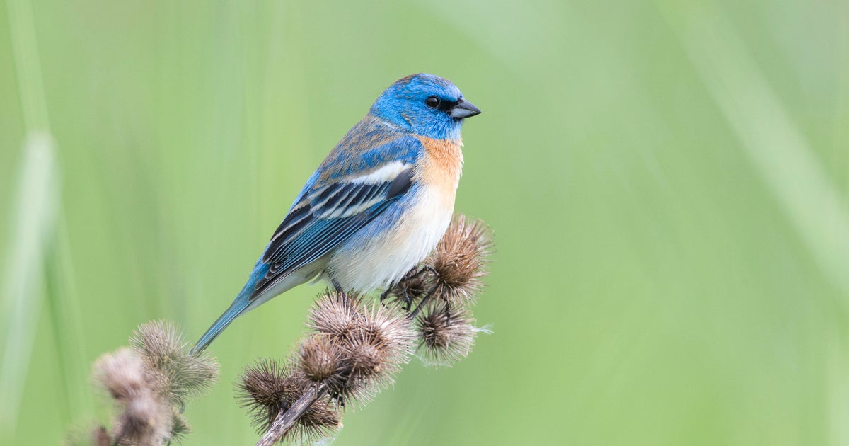 Rare bird spotted in Ohio for potentially the first time Rare bird spotted in Ohio for potentially the first time