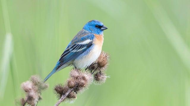 Male Lazuli bunting 