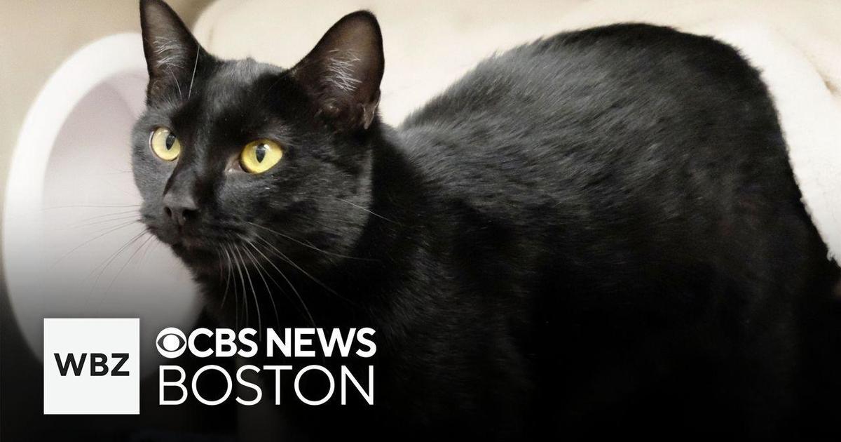 Missing cat from New Hampshire found in Michigan