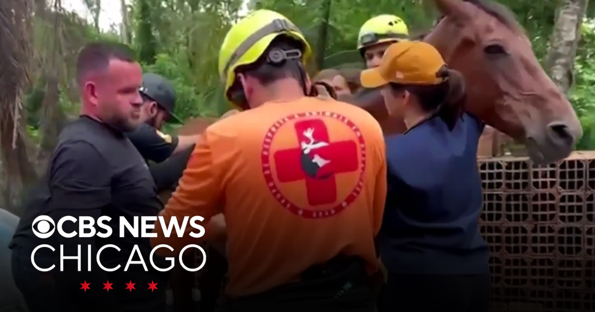 Horse rescued after getting stuck on roof in Brazil - CBS Chicago