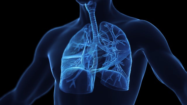 Male respiratory system, illustration