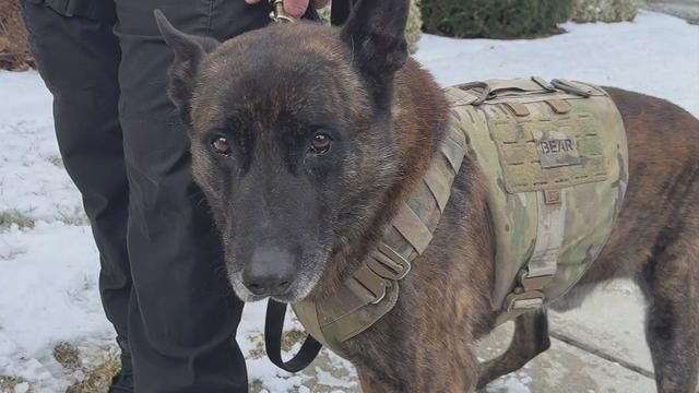 Uxbridge K9 Officer Bear 