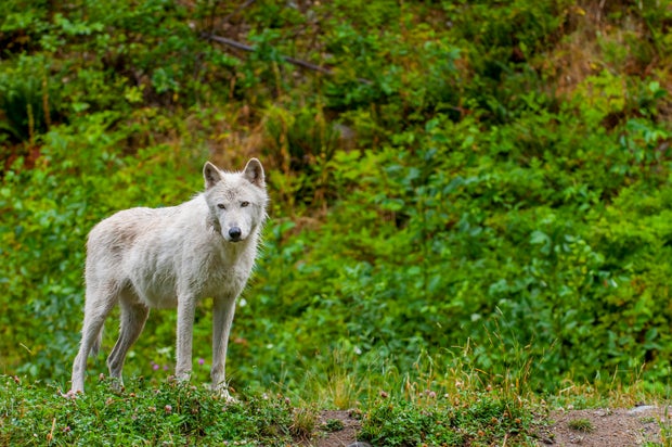 A white phase of a timber wolf at the wildlife park at