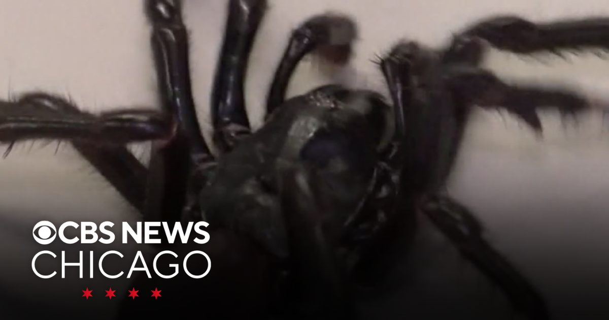 Newly discovered Australian spider is quite a big one - CBS Chicago