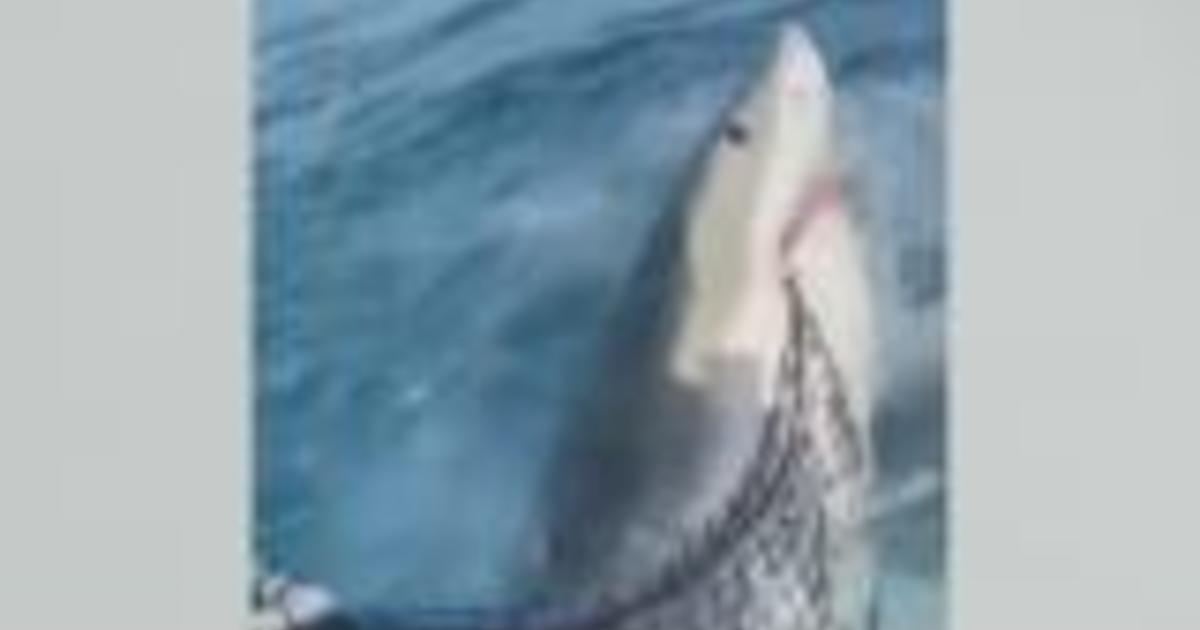 Caught on camera: Great white shark attacks of Florida Keys fisherman’s chum bag