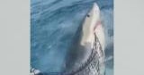 Caught on camera: Great white shark attacks of Florida Keys fisherman’s chum bag Caught on camera: Great white shark attacks of Florida Keys fisherman’s chum bag