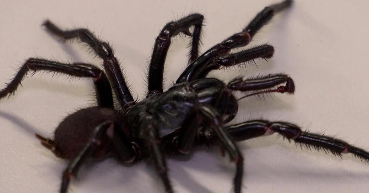 Larger, more venomous version of one of world's deadliest spiders discovered