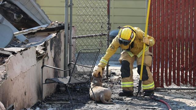 cal-fire-firefighter-with-dog.jpg 