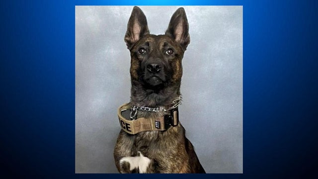 Vacaville Police K-9 "Murph"