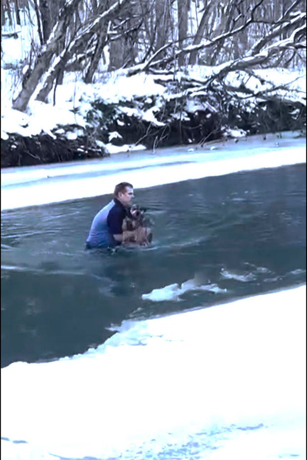 dog-rescue-vermont