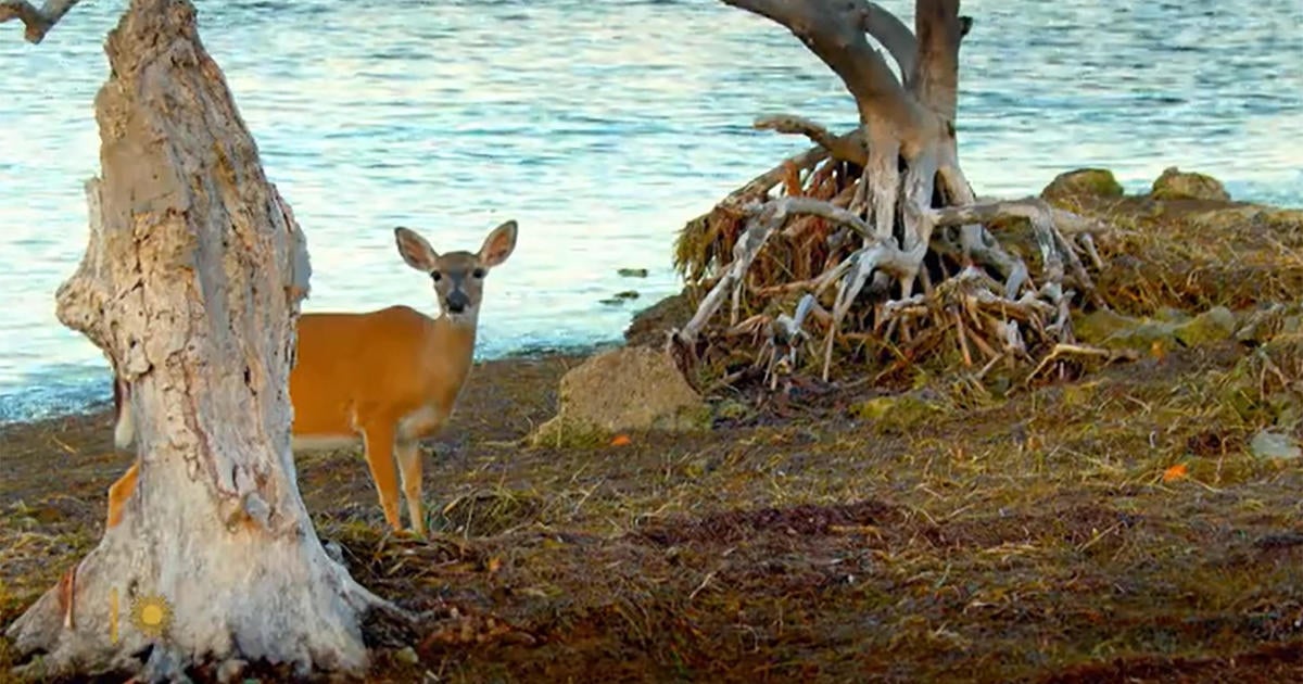 Nature: Key deer in Florida