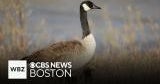 Bird flu suspected in death of dozens of Massachusetts geese - CBS Boston