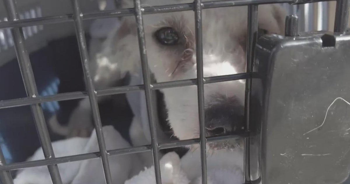 Over 100 shelter pets displaced in California wildfires arrive in North Texas Over 100 shelter pets displaced in California wildfires arrive in North Texas