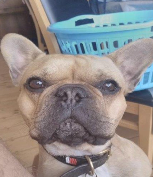 Des trafiquants de drogue arrêtés après avoir publié une photo d’un bouledogue français qu’ils ont condamné à payer 1,4 million de dollars Des trafiquants de drogue arrêtés après avoir publié une photo d’un bouledogue français qu’ils ont condamné à payer 1,4 million de dollars
