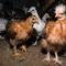 Should people be concerned about bird flu? Here's what a new study says about mutations