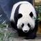 Inside the National Zoo's giant pandas debut