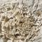 66-million-year-old vomit found by amateur fossil hunter