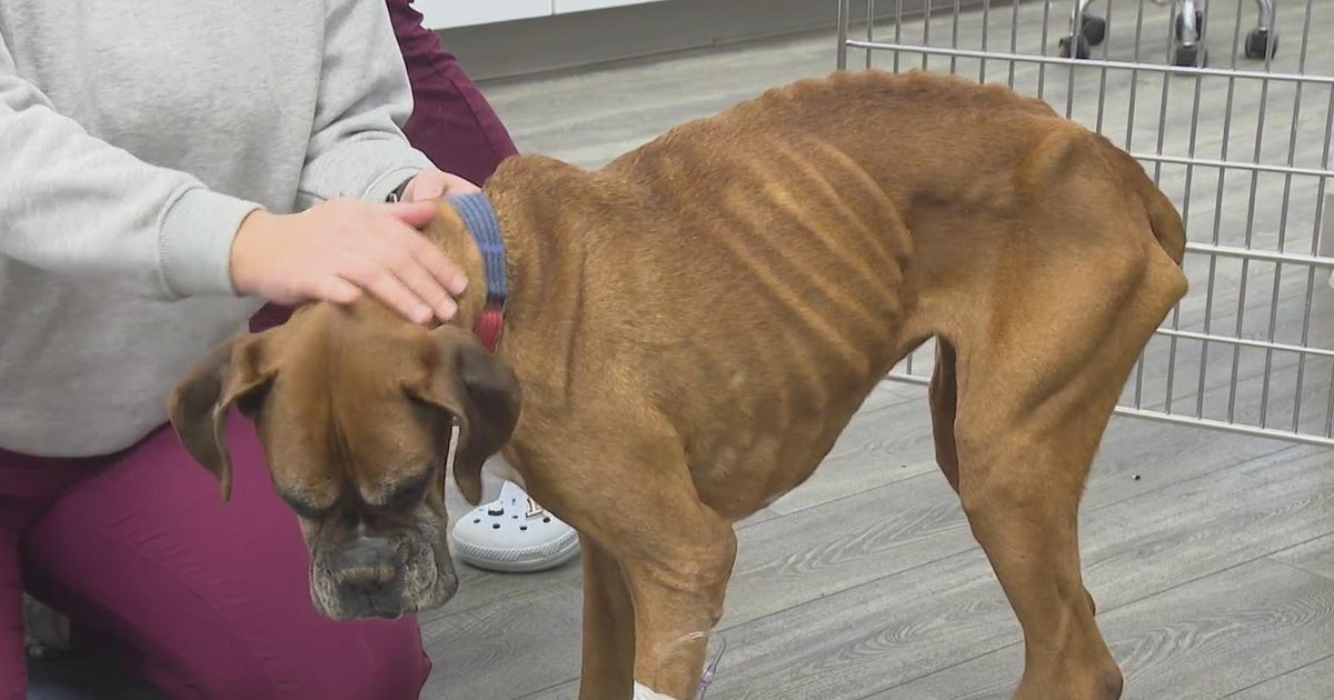 Investigation underway after severely emaciated dog found abandoned in ...