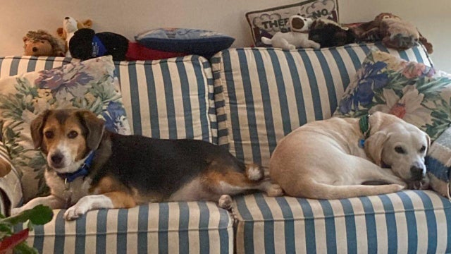 bucks-county-dogs-killed-newtown-pennsylvania.jpg 