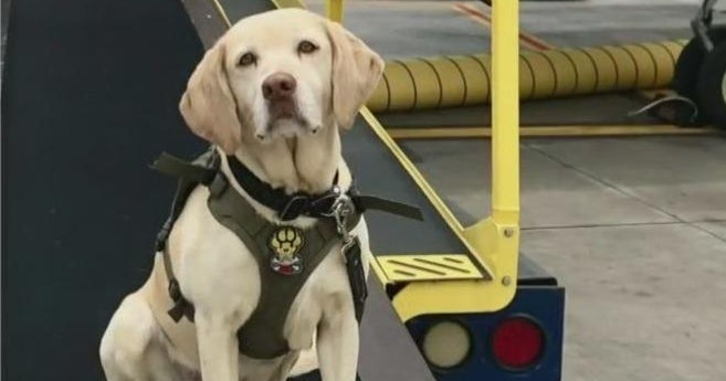 Miami-Dade Sheriff’s K9 injured during chase of suspected fentanyl trafficker Miami-Dade Sheriff’s K9 injured during chase of suspected fentanyl trafficker