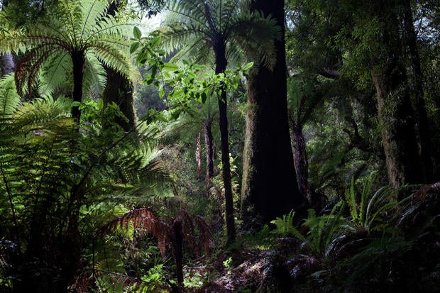 Scenes around a Park in Te Urewera National Park, on the North Island of New Zealand, are seen on Feb. 8, 2011 in New Zealand