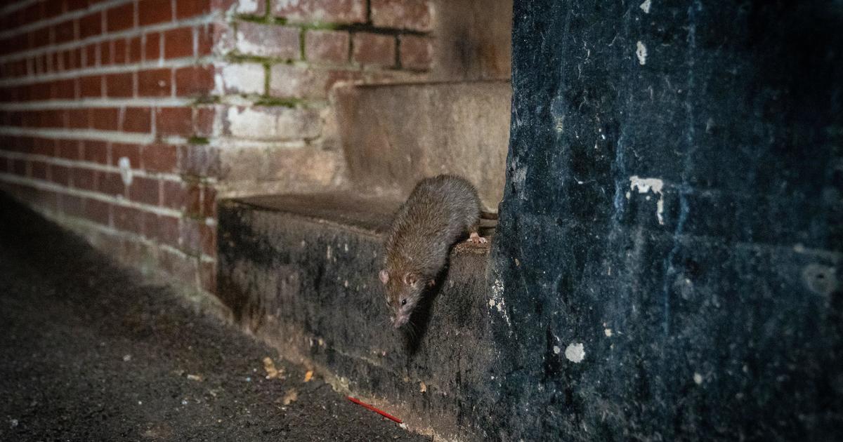 Rat populations spike in cities due to warming temperatures, study says