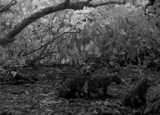 3 endangered tiger cubs caught on camera in Thai national park for first time